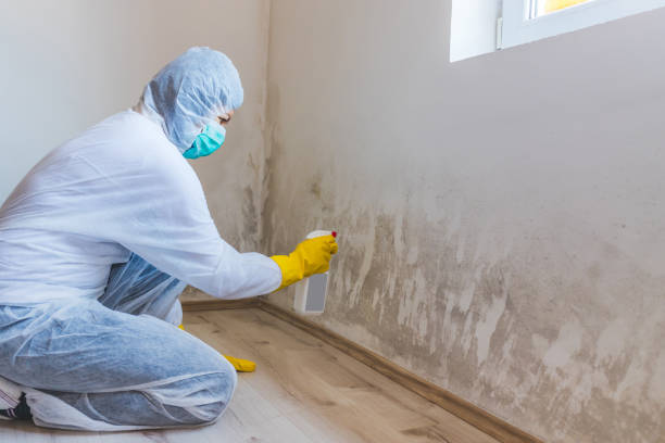 Licensed Mold Inspection service in Bordentown, NJ - WQB Mold Removal