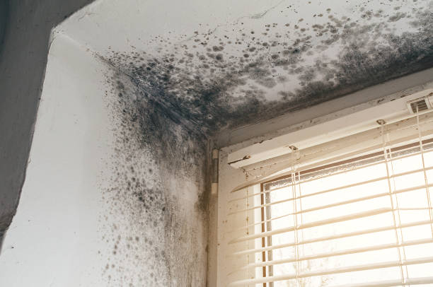 Affordable Mold Inspection solutions in Bordentown, NJ